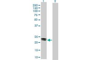 Western Blot analysis of CD99 expression in transfected 293T cell line by CD99 MaxPab polyclonal antibody. (CD99 antibody  (AA 1-185))