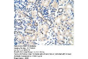 Rabbit Anti-PABPC4 Antibody  Paraffin Embedded Tissue: Human Kidney Cellular Data: Epithelial cells of renal tubule Antibody Concentration: 4. (PABPC4 antibody  (N-Term))