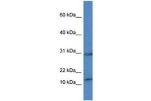 HIST1H2AH antibody  (C-Term)