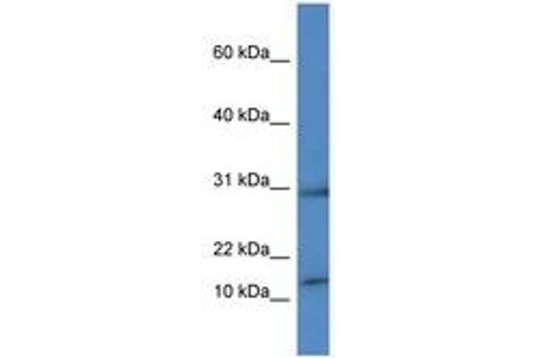 HIST1H2AH antibody  (C-Term)