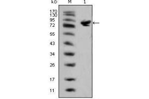 Western blot analysis using ISL1 mouse mAb against full-length ISL1 (aa1-349)-hIgGFc transfected HEK293 cell lysate(1).