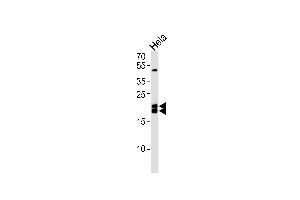 Western blot analysis of lysate from Hela cell line,using Caveolin-1 Antibody (ABIN483839 and ABIN1533222). (Caveolin-1 antibody)