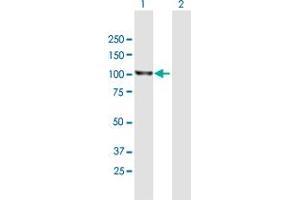 Western Blot analysis of RASA1 expression in transfected 293T cell line by RASA1 MaxPab polyclonal antibody. (RASA1 antibody  (AA 1-870))