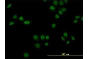 Immunofluorescence (IF) image for anti-Nuclear Receptor Subfamily 1, Group D, Member 1 (NR1D1) (AA 1-615) antibody (ABIN614695) (NR1D1 antibody  (AA 1-615))