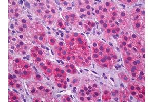 Anti-SLC17A7 / VGLUT1 antibody IHC of human adrenal cortex.