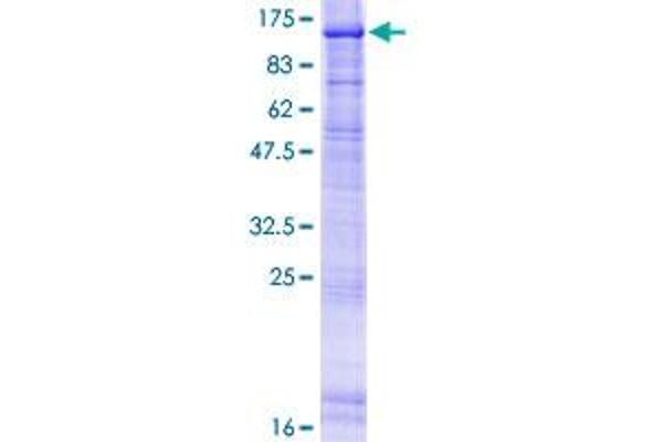 ERCC3 Protein (AA 1-782) (GST tag)
