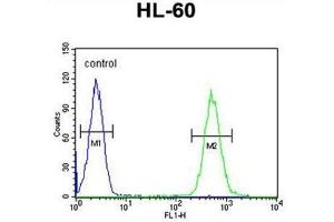 BTNL3 Antibody (C-term) flow cytometric analysis of HL-60 cells (right histogram) compared to a negative control cell (left histogram). (BTNL3 antibody  (C-Term))