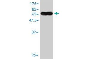 Western Blot detection against Immunogen (55.