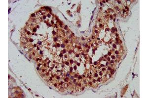 IHC image of ABIN7170595 diluted at 1:300 and staining in paraffin-embedded human testis tissue performed on a Leica BondTM system. (SKA3 antibody  (AA 101-195))