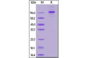 Fed Human FAP Protein, Fc Tag on  under reducing (R) condition. (FAP Protein (AA 26-760) (Fc Tag,FITC))