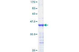 PPARD Protein (AA 56-165) (GST tag)