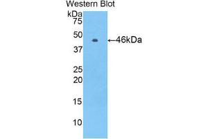 Western Blotting (WB) image for anti-Vitamin K-dependent protein C (PROC) (AA 53-445) antibody (ABIN1860319) (PROC antibody  (AA 53-445))