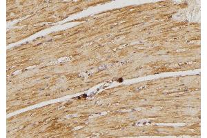 ABIN6274489 at 1/100 staining Rat heart tissue by IHC-P. (DUSP9 antibody  (Internal Region))