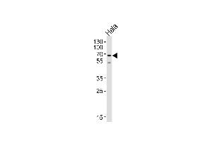 Western blot analysis of lysate from HeLa cell line, using NL2 Antibody (N-term) 8278a. (NAP1L2 antibody  (N-Term))