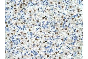 Image no. 2 for anti-Exosome Component 4 (EXOSC4) (N-Term) antibody (ABIN202117)