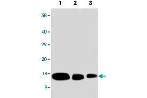 Western blot analysis of recombinate human CXCL9 protein with CXCL9 polyclonal antibody .