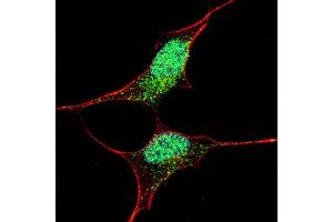 Fluorescent confocal image of SY5Y cells stained with (ABIN388789 and ABIN2839122) OCT4  antibody. (OCT4 antibody  (AA 110-141))