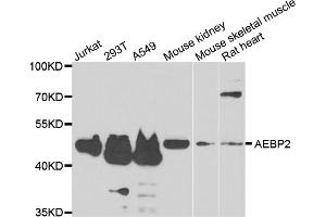Western blot analysis of extracts of various cell lines, using AEBP2 antibody (ABIN5975286) at 1/1000 dilution. (AEBP2 antibody)