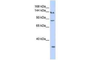 Western Blotting (WB) image for anti-SIN3 homolog A, transcription regulator (SIN3A) antibody (ABIN2457956) (SIN3A antibody)
