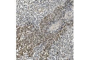 IHC analysis of HP1 alpha/CBX5 using anti-HP1 alpha/CBX5 antibody (ABIN7599058). (CBX5 antibody  (AA 1-191))