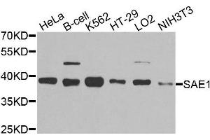 Western blot analysis of extracts of various cell lines, using SAE1 antibody. (SAE1 antibody  (AA 1-346))