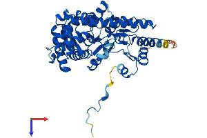 Glutamic-Oxaloacetic Transaminase 1-Like 1 (GOT1L1) (AA 1-421) protein (His tag)