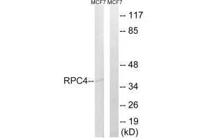 Western blot analysis of extracts from MCF-7 cells, using RPC4 antibody. (POLR3D antibody)