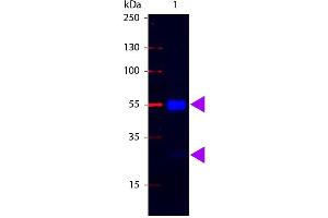 Western Blot of Fluorescein conjugated Rabbit anti-Swine IgG antibody. (Rabbit anti-Pig IgG (Heavy & Light Chain) Antibody (FITC) - Preadsorbed)