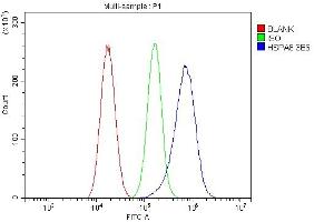 Flow Cytometry analysis of A549 cells using anti- Hsc70 antibody (ABIN7601962). (Hsc70 antibody  (AA 520-614))