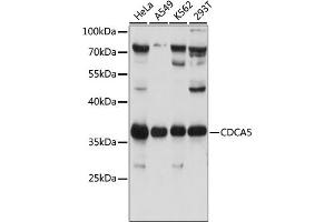 Western blot analysis of extracts of various cell lines, using CDC antibody (ABIN7266263) at 1:1000 dilution. (CDCA5 antibody  (AA 70-150))