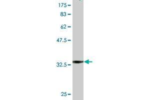 Western Blot detection against Immunogen (36. (NDST1 antibody  (AA 38-136))