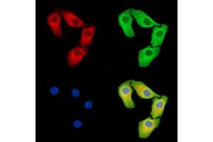 anti-Reprimo-Like (RPRML) antibody