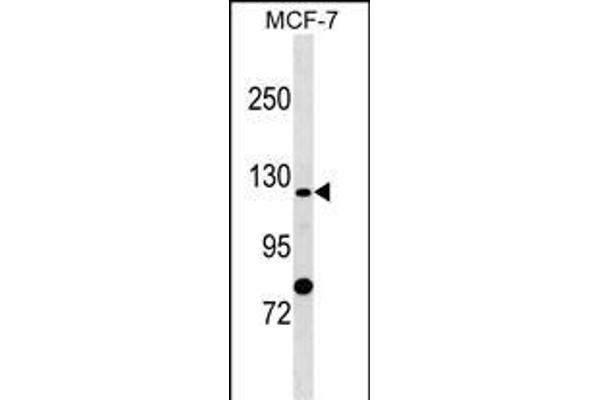 SLC4A9 antibody  (N-Term)