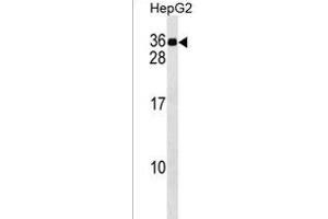 MND1 Antibody (C-term) (ABIN1536784 and ABIN2849595) western blot analysis in HepG2 cell line lysates (35 μg/lane). (MND1 antibody  (C-Term))