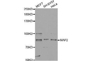 Western blot analysis of extracts of various cell lines, using MAP2 antibody. (MAP2 antibody  (AA 260-559))