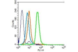 Human HL-60 cells probed with CD15 Polyclonal Antibody, Unconjugated  (green) at 1:100 for 30 minutes followed by a FITC conjugated secondary antibody compared to unstained cells (blue), secondary only (light blue), and isotype control (orange). (CD15 antibody  (AA 251-295))