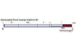 Image no. 1 for anti-Kalinin B1 (AA 1009-1170) antibody (ABIN967961) (Kalinin B1 (AA 1009-1170) antibody)