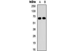 Western blot analysis of DDX52 expression in HEK293T (A), Raji (B) whole cell lysates.