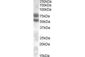 Western Blotting (WB) image for Dachshund 1 (DACH1) peptide (ABIN370462) (Dachshund 1 (DACH1) Peptide)