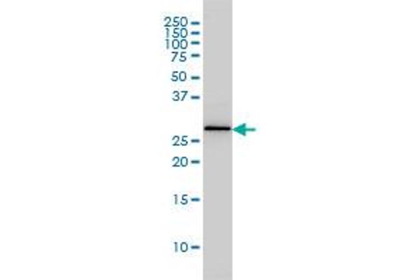 PSME2 antibody  (AA 1-90)