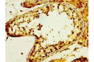 IHC image of ABIN7153729 diluted at 1:300 and staining in paraffin-embedded human testis tissue performed on a Leica BondTM system. (POFUT2 antibody  (AA 125-271))