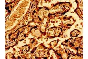Immunohistochemistry of paraffin-embedded human placenta tissue using ABIN7170894 at dilution of 1:100 (SDHAF1 antibody  (AA 78-115))