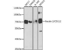 Western blot analysis of extracts of various cell lines, using Nectin 2/CD112 antibody (ABIN6132245, ABIN6146511, ABIN6146512 and ABIN6221024) at 1:1000 dilution. (PVRL2 antibody  (AA 382-479))