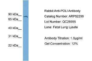WB Suggested Anti-POLI  Antibody Titration: 0. (POLI antibody  (N-Term))