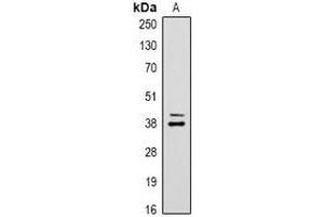 Western blot analysis of CREB expression in Hela (A) whole cell lysates. (CREB1 antibody)