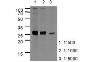 The extracts of HepG2(40 ug) were resolved by SDS-PAGE, transferred to PVDF membrane and probed with anti-human APOA1 (1:500 (APOA1 antibody  (AA 25-267))