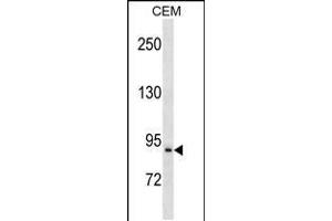 Western blot analysis in CEM cell line lysates (35ug/lane). (PREP antibody  (AA 293-322))