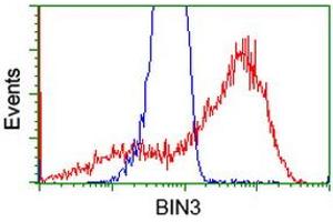 HEK293T cells transfected with either RC203378 overexpress plasmid (Red) or empty vector control plasmid (Blue) were immunostained by anti-BIN3 antibody (ABIN2453898), and then analyzed by flow cytometry. (BIN3 antibody)
