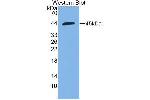 Detection of Recombinant HMCN1, Mouse using Polyclonal Antibody to Hemicentin 1 (HMCN1) (HMCN1 antibody  (AA 22-153))