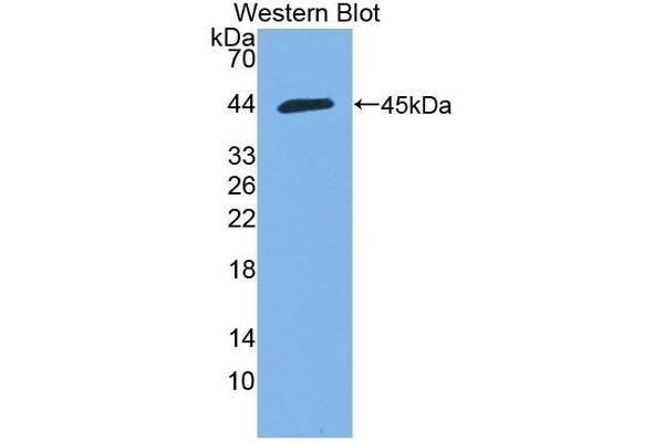 HMCN1 anticorps  (AA 22-153)